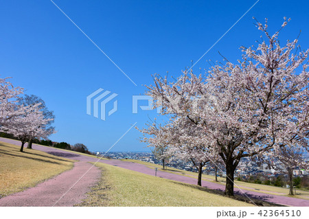 大乗寺丘陵公園　さくら 42364510