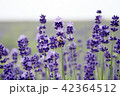 ラベンダーとミツバチ 42364512