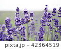 ラベンダー 42364519