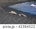 プナルウ黒砂海岸 42364522