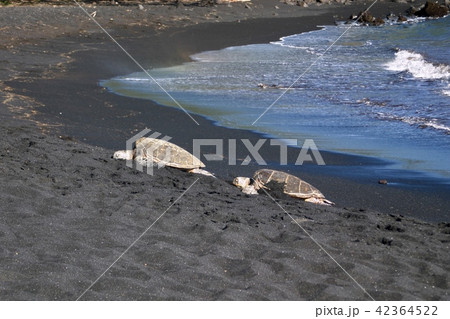 プナルウ黒砂海岸 42364522