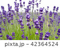 ラベンダー 42364524