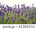 ラベンダー 42364531