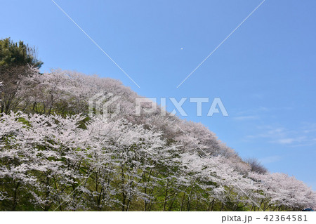 高尾城跡 さくら 金沢の桜の穴場 高尾城跡 さくら 金沢の桜の穴場 42364581
