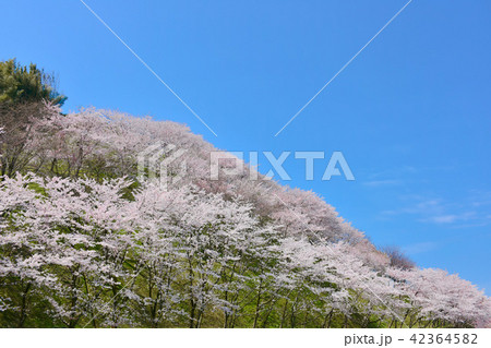 高尾城跡　さくら　金沢の桜の穴場 42364582
