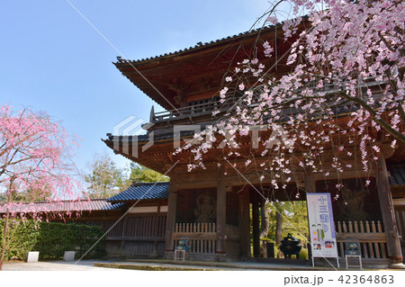 天徳院　山門とさくら 42364863