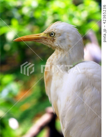The cattle egret (Bubulcus ibis)  42365236