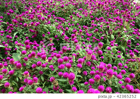 Pink Bachelor's button flower 42365252