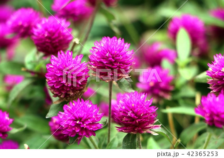 Pink Bachelor's button flower 42365253