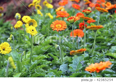 Gerbera flowers blossoms in the garden 42365254