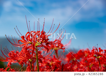 満開の彼岸花　河岸の曼珠沙華 42365286