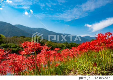 満開の彼岸花　河岸の曼珠沙華 42365287