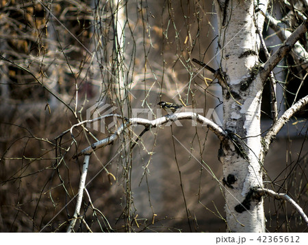 Tomtit on a branch 42365612