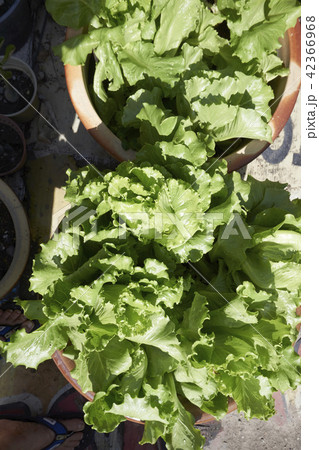 growing vegetable at front or back yard growing vegetable at front or back yard 42366968