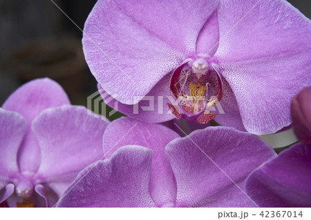 orchid 42367014