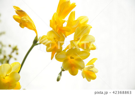 フリージア 42368863