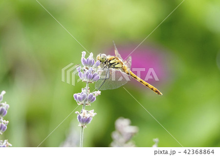 ラベンダーとトンボ ラベンダーとトンボ 42368864