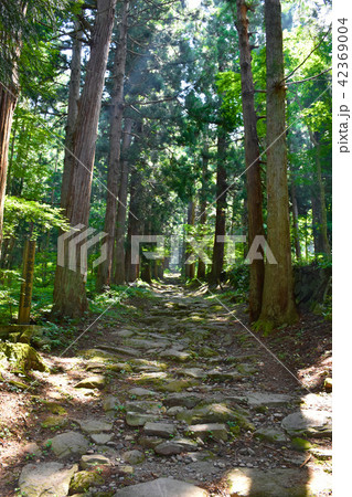 小菅神社 奥社 杉並木 小菅神社 奥社 杉並木 42369004
