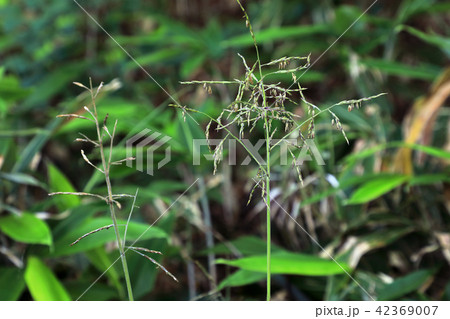 ササの花ー宮床湿原　福島県南会津町 42369007