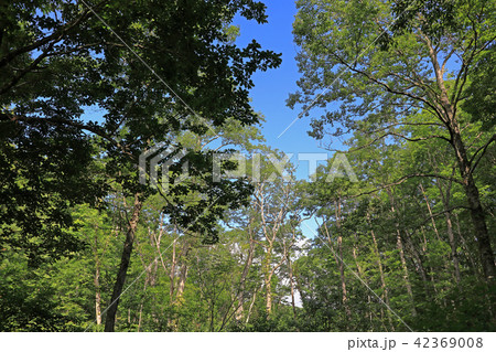 さわやかな夏の樹林ー宮床湿原　福島県南会津町 42369008