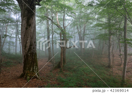 朝霧懸かる夏のブナの森ー癒しの森 福島県只見町 朝霧懸かる夏のブナの森ー癒しの森 福島県只見町 42369014