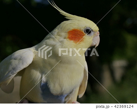 オカメインコ・ゆず 42369124