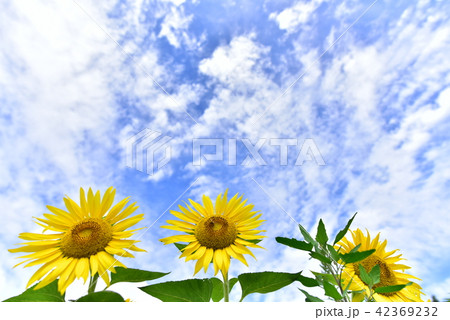 向日葵と青空 向日葵と青空 42369232