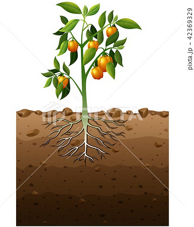 Vector illustration of Orange capsicum plant 42369329