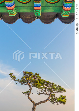 八角亭 松 青空 42369476