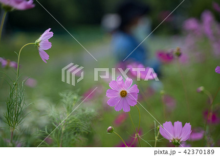 秋桜観賞 42370189