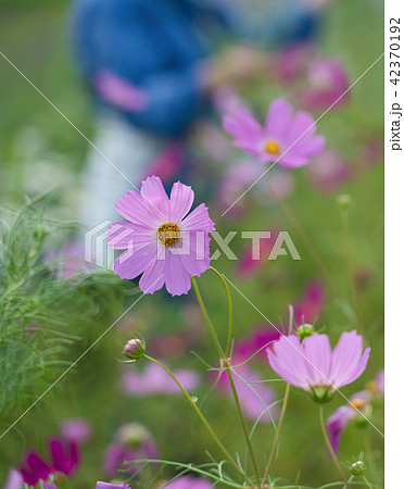 秋桜観賞 秋桜観賞 42370192