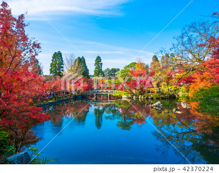 永観堂の紅葉 42370224