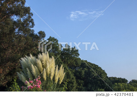 爽やかな風立つ初秋風景、少し陽が傾き風が出る初秋。 42370481