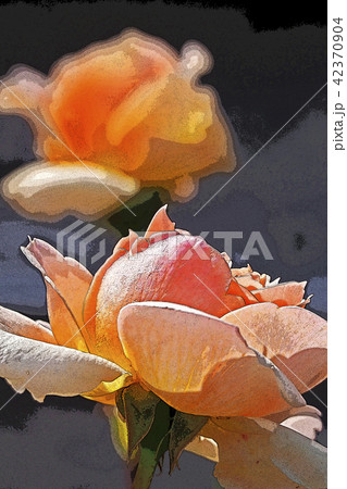 ピンクの薔薇 42370904