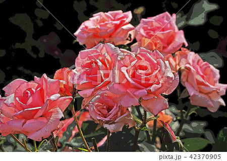 赤い薔薇 42370905