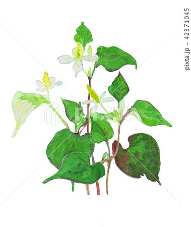 Houttuynia cordata　どくだみ　束 42371045