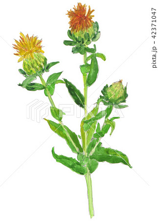 Carthamus tinctorius ベニバナ Carthamus tinctorius ベニバナ 42371047