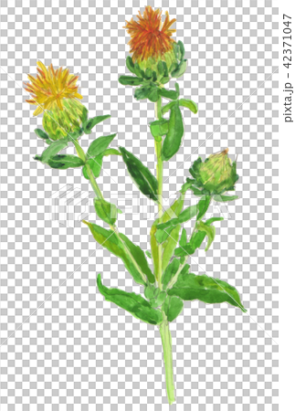 Carthamus tinctorius ベニバナ Carthamus tinctorius ベニバナ 42371047