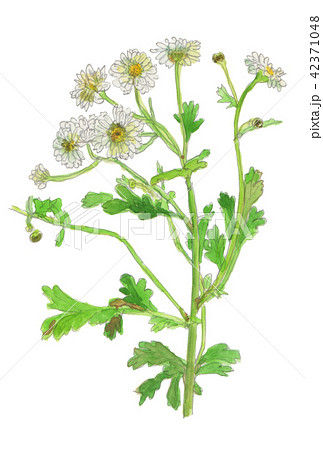 Tanacetum parthenium 　マトリカリア 42371048