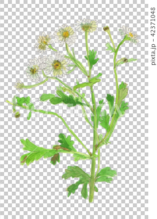 Tanacetum parthenium 　マトリカリア 42371048
