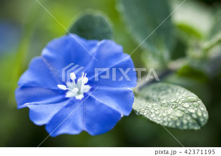 初秋の花 アメリカンブルーと朝露 の写真素材