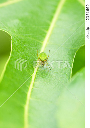 緑色の蜘蛛 サツマノミダマシの写真素材