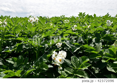 ジャガイモ 42372096