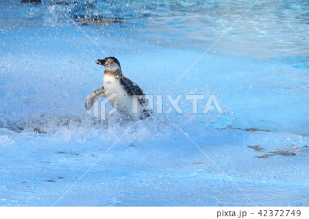 水と遊ぶ シャワーペンギン 夏色ペンギン Penguinの写真素材