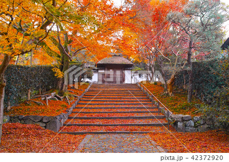 紅葉シーズンの京都、早朝の開門前の安楽寺の石段に積もった散り紅葉と紅葉 紅葉シーズンの京都、早朝の開門前の安楽寺の石段に積もった散り紅葉と紅葉 42372920