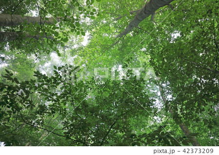葉が茂る夏のブナの森ー癒しの森 福島県只見町 葉が茂る夏のブナの森ー癒しの森 福島県只見町 42373209