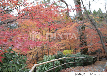 北野天満宮 もみじ苑 北野天満宮 もみじ苑 42373252