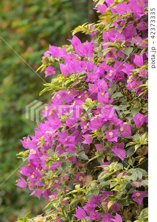 Purple bougainvillea flowers in garden Purple bougainvillea flowers in garden 42373335