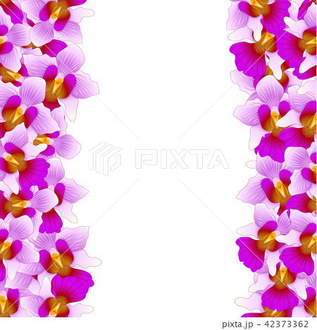 Purple Vanda Miss Joaquim Orchid Border Purple Vanda Miss Joaquim Orchid Border 42373362