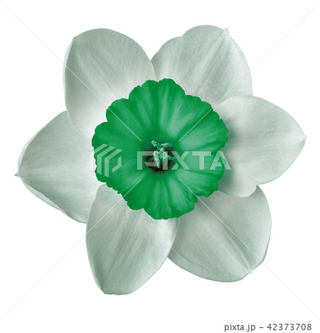 flower green white narcissus, isolated on a white flower green white narcissus, isolated on a white 42373708